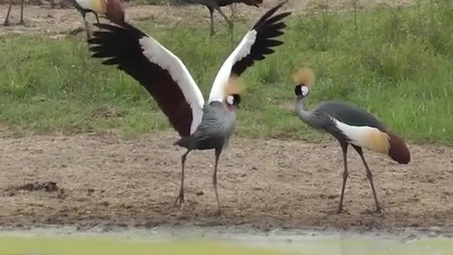 The Dance of Crowned Cranes, Love is in the air, Courtship Dance