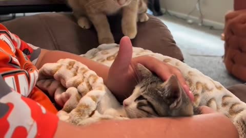 The kitten is jealous of the new cat