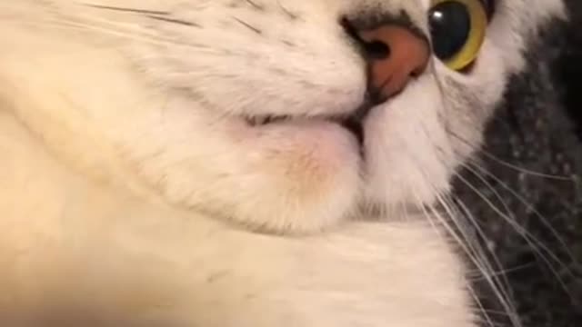 Cat challenge funny video