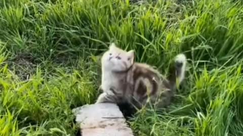 Hope cute can heal you