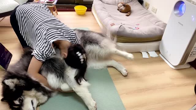 Hefty Fluffy Dog Keeps Owner from Exercising