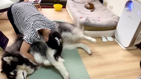 Hefty Fluffy Dog Keeps Owner from Exercising