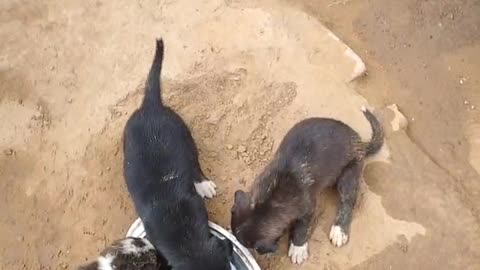 🐶🐶Indian roadside puppy so cute puppy having a milk 🐶🐶