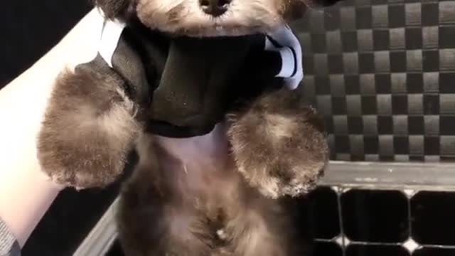 Cute Puppy Dog