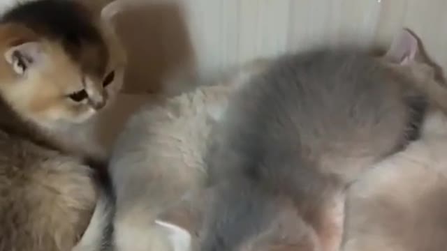 Cats fighting for space [so cute]