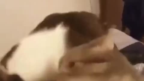 cute cat reaction is hilarious