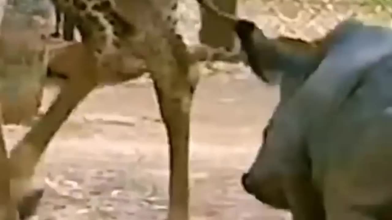 Funny animals moment's