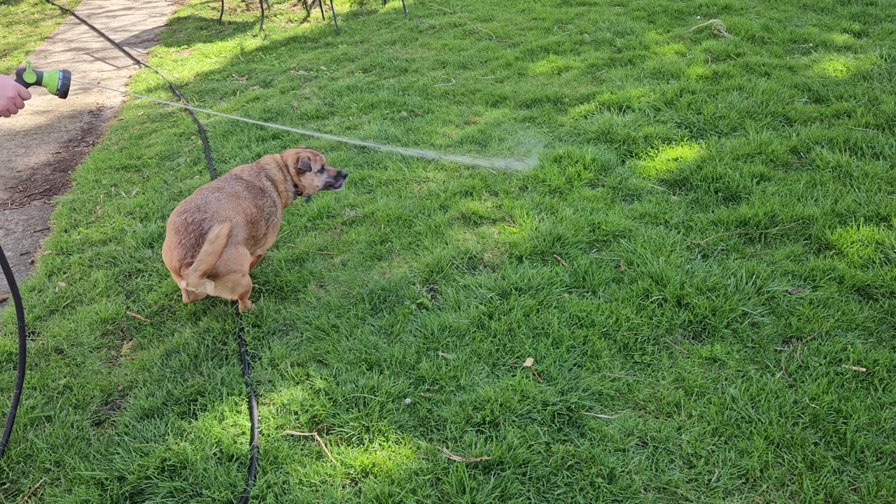 Dog chases water