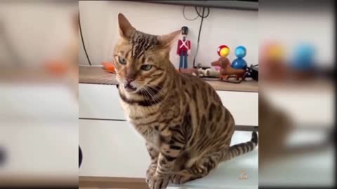 Cute Funny Cat Reaction