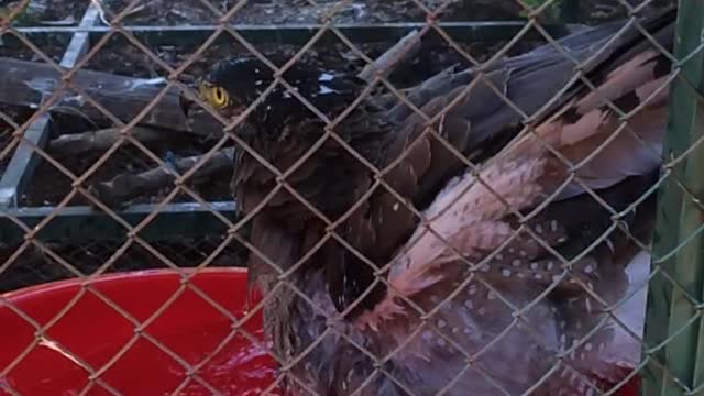 Bathing eagle in water