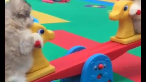 Cute puppies🐶 doing funny things🥰🤗