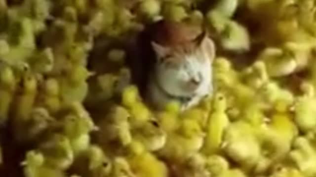 Cat well of good
