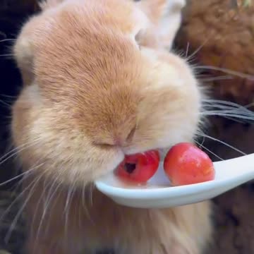 bunny taste berries 😋