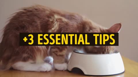 HOW TO UNDERSTAND YOUR PET CAT BETTER!