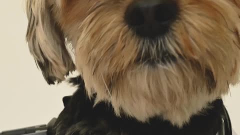 comedian dog video