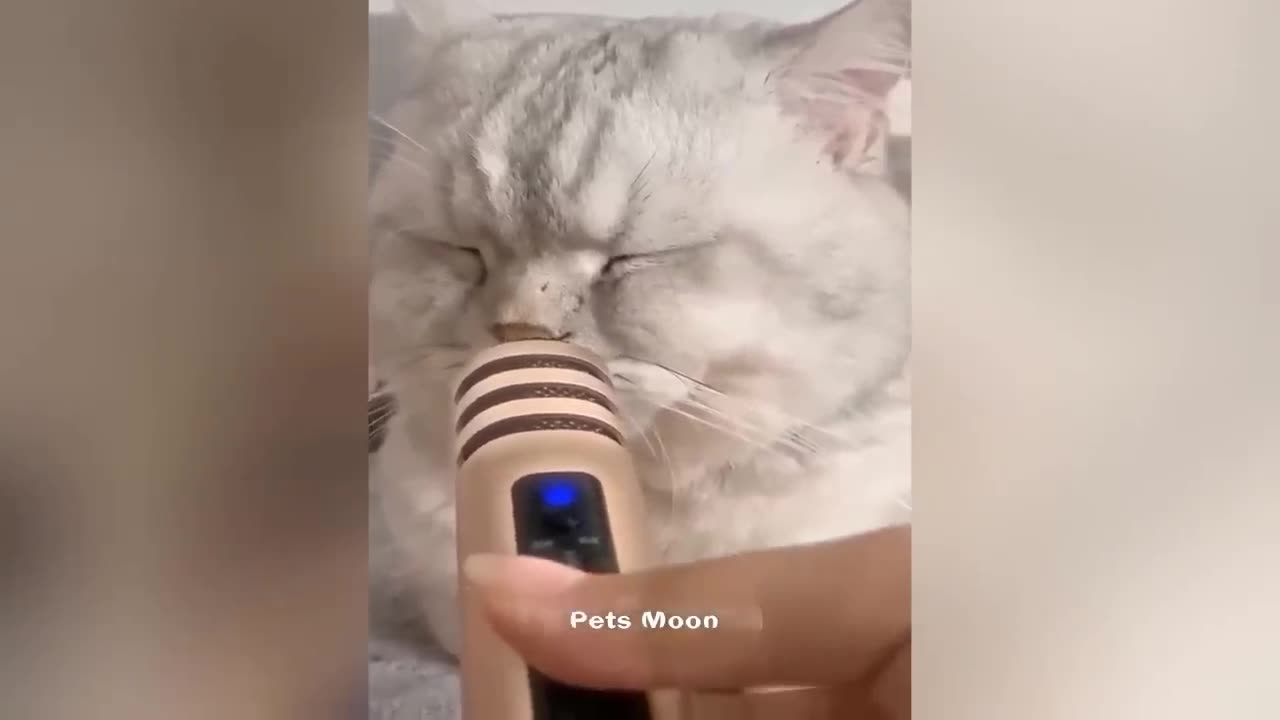 Funny animals