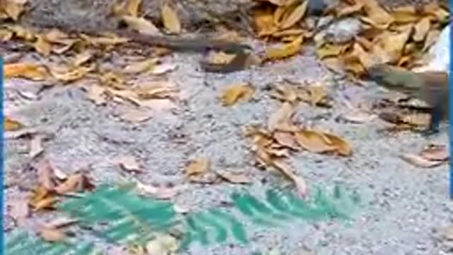 KOMODO TUSSLES WITH SNAKE
