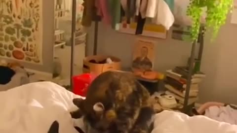 Cute and Funny Cat Videos Compilation 2021 #0016#