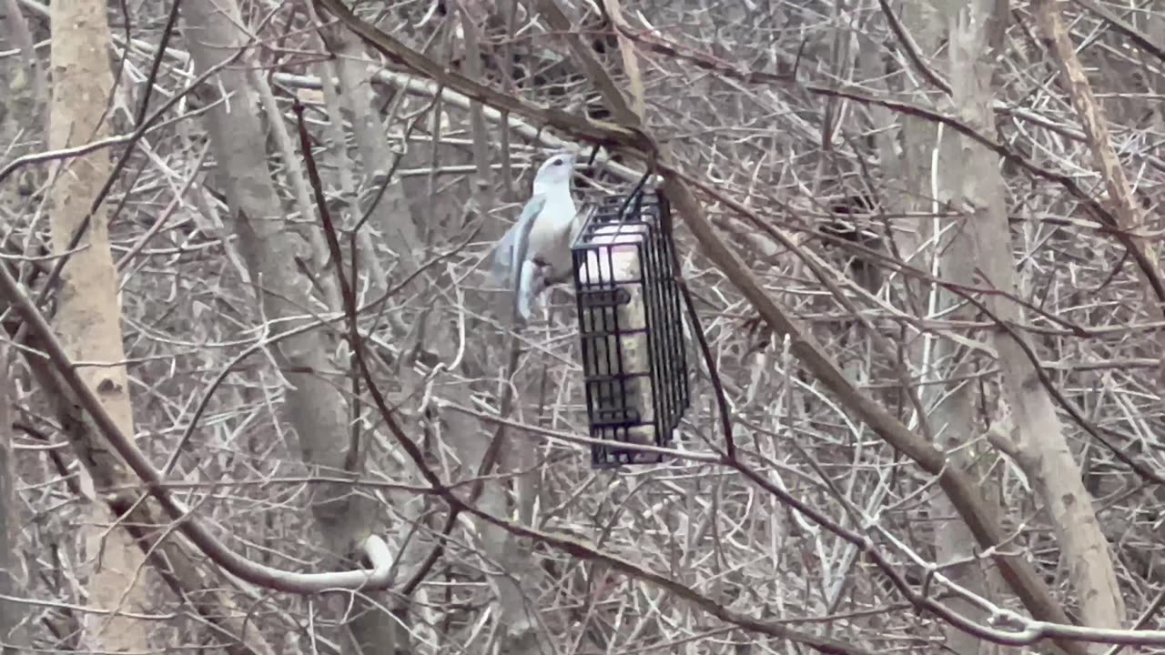 Beautiful Nuthatch