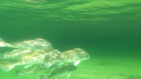 Black Drum or Redfish?