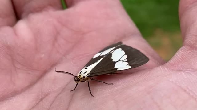 Adorable butterfly