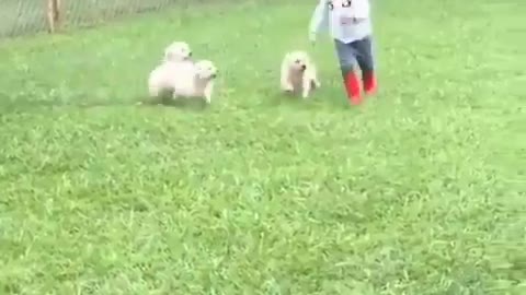 Puppy playing