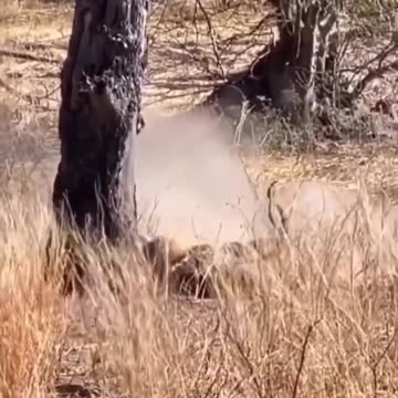 In the Footsteps of Kings: Lion Hunting Expedition