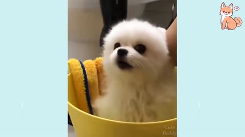 You will laugh at all the DOGS 🤣 Funny DOG Videos 😂🐶