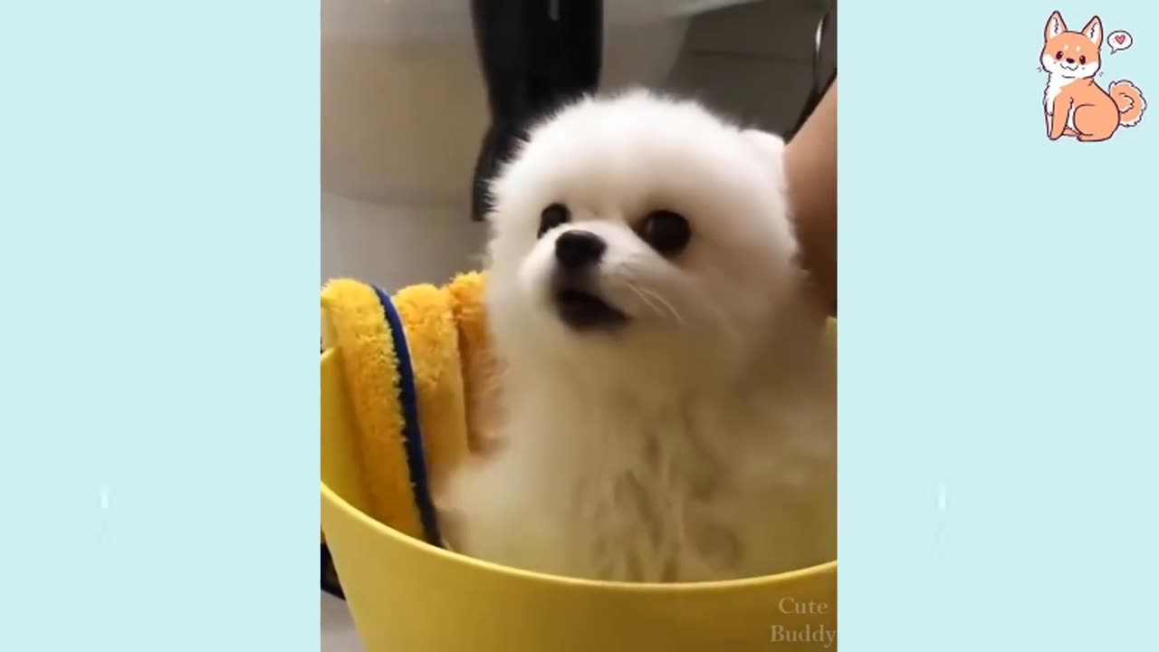 You will laugh at all the DOGS 🤣 Funny DOG Videos 😂🐶