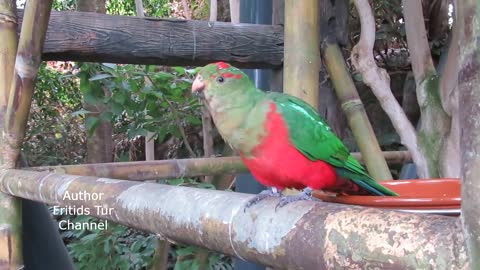 Australian Parrot - Male & Female - Bird Sounds