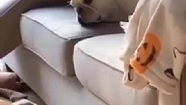 Try Not to Laugh - Puppies Edition #12