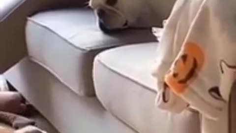 Try Not to Laugh - Puppies Edition #12