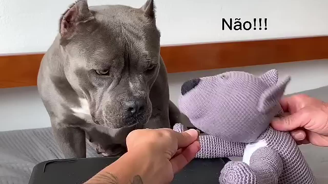 Como Dar Medicamento para seu cão 😂🤣 Vou ensinar vocês #americanbully #maoriblue