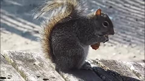 Cute squirrel animal would