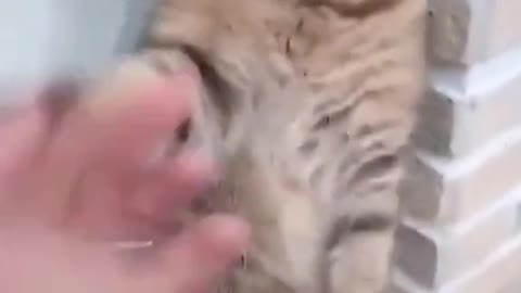 NINJA CAT 😁😀😀 cutest cat video