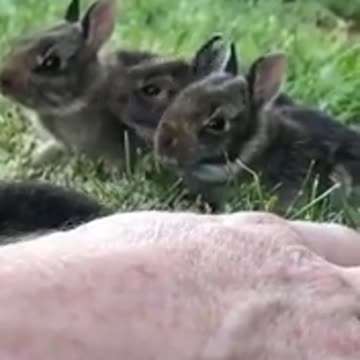 Ternura total !!tanta incencia en estos pequeños animalitos hermosos, merecen respeto y mucho amor