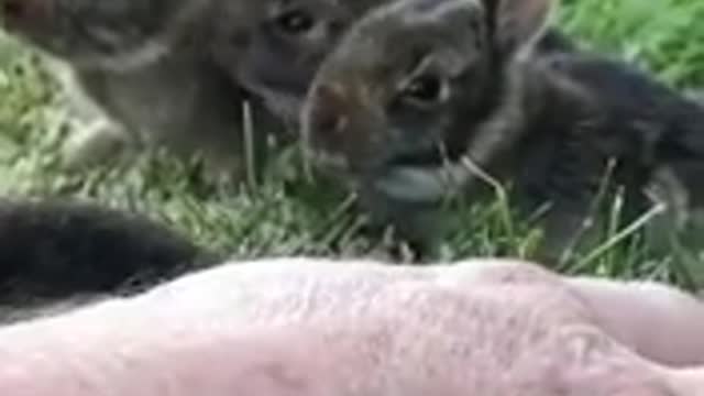 Ternura total !!tanta incencia en estos pequeños animalitos hermosos, merecen respeto y mucho amor