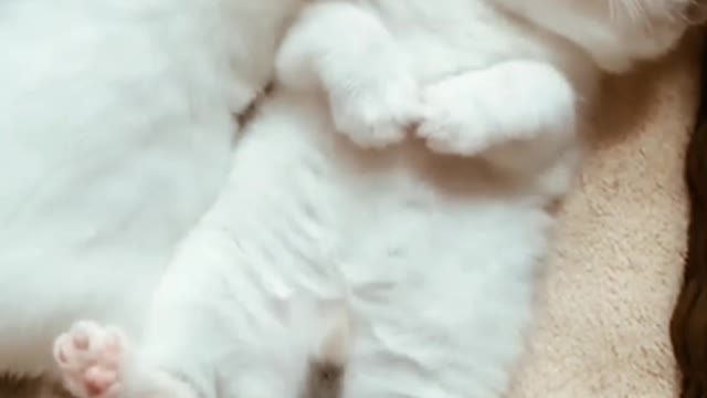 🤣Funny 🐶Dogs And 😻Cats Videos Funny 😍Animals Videos😇 @petsentertainment