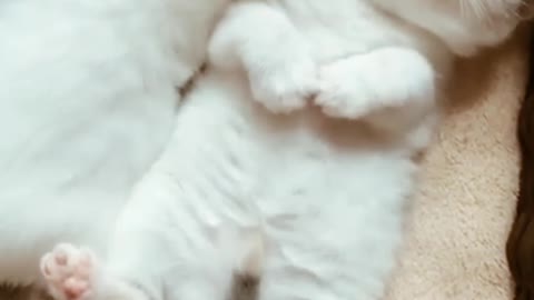 🤣Funny 🐶Dogs And 😻Cats Videos Funny 😍Animals Videos😇 @petsentertainment