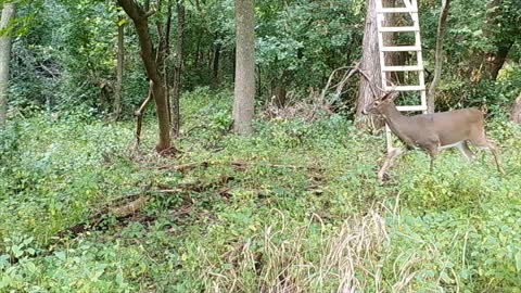 Under My Deer Stand Last Night! 9/16/22