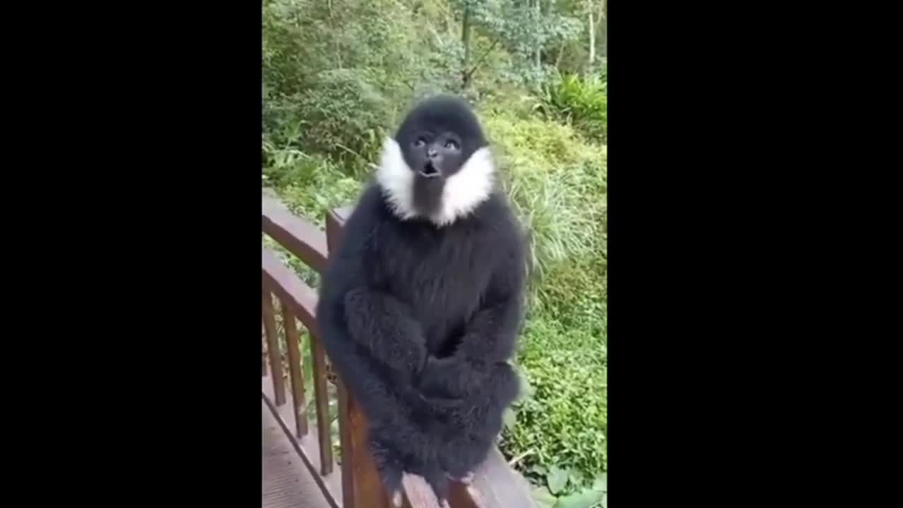 Funny Monkey 🐒 Video Caught on Camera