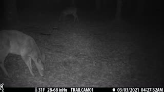 Great clip of two deer (does) getting a snack, 3 of 4, 3-3-21