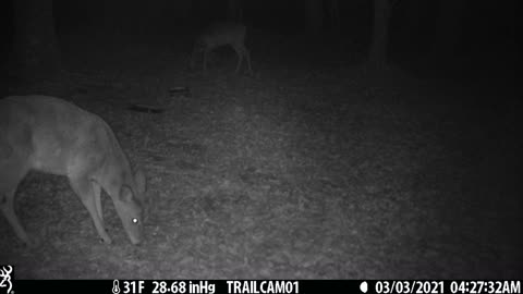 Great clip of two deer (does) getting a snack, 3 of 4, 3-3-21