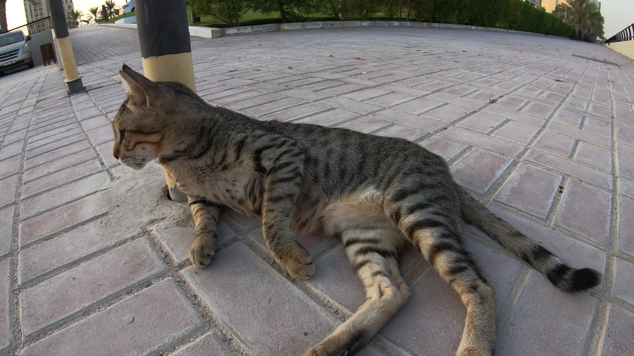 MICHAEL JACKSON - Homeless cat in Ras Al Khaimah, UAE #cat #cats #MichaelJackson #emirates #ae #UAE