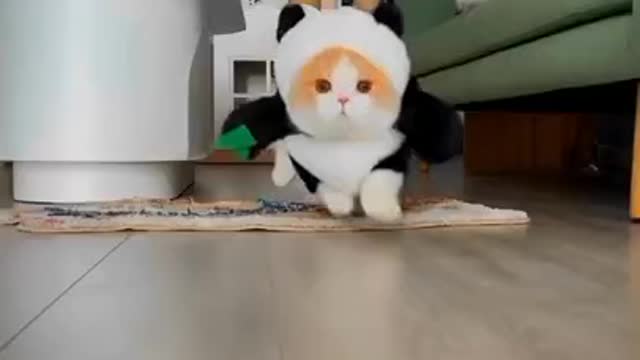 Cat Funny Video