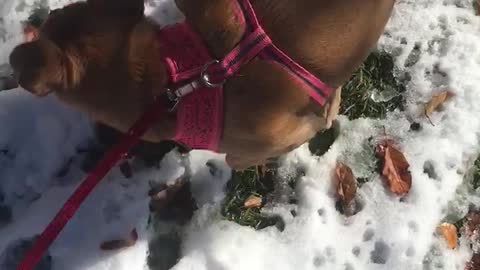 Nose plowing dog