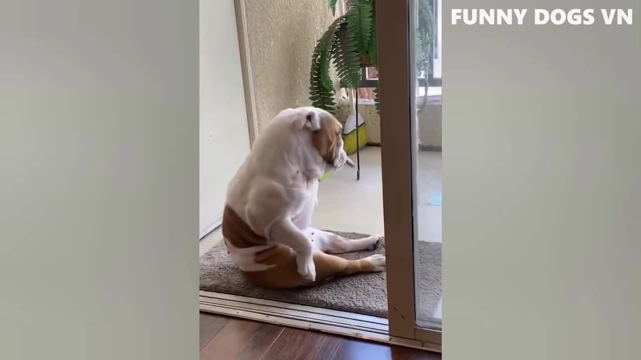 A particularly melancholy dog