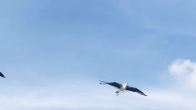 birds-flying-in-a-blue-sky