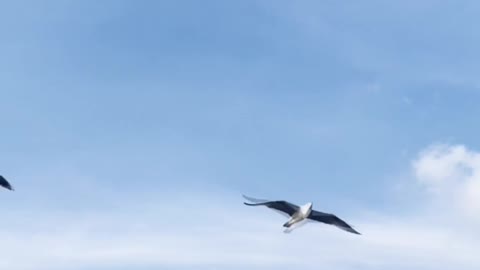 birds-flying-in-a-blue-sky