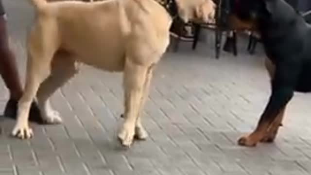 pitbull_vs_Rottweiler_dog_#shorts\pitbull_lovers_subscribe_💥._Rottweiler_lovers_like_💌